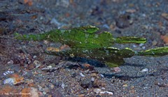Solenostomus halimeda