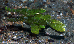 Solenostomus halimeda