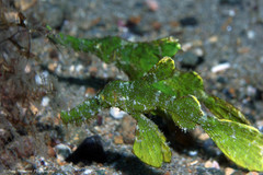 Solenostomus halimeda