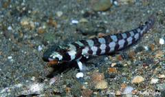 Parapercis tetracantha