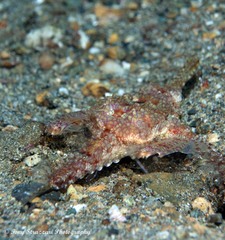 Eurypegasus draconis