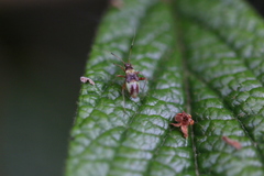 Closterotomus fulvomaculatus