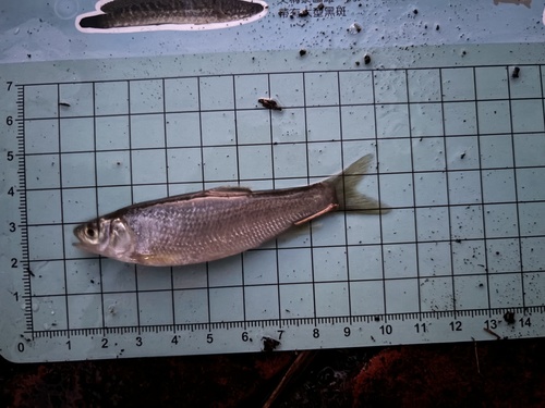 Taiwan torrent carp (Opsariichthys pachycephalus) — Cyprinidae — 5