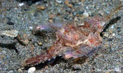 Eurypegasus draconis