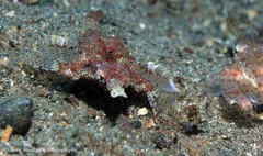 Eurypegasus draconis