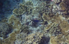 Acanthurus leucosternon