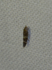 Mompha sturnipennella