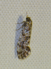 Triaxomera parasitella