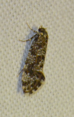 Triaxomera parasitella