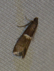 Elegia similella