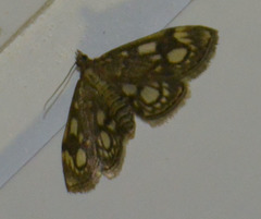 Anania coronata
