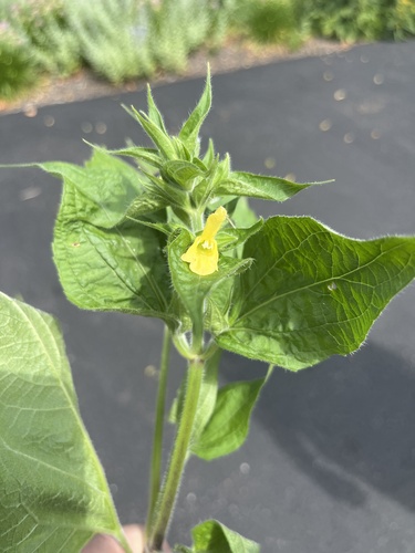 Salvia koyamae iNat (3)