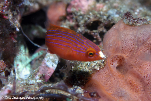 Redfin fairy wrasse (Cirrhilabrus rubripinnis) — Labridae