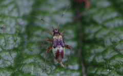 Closterotomus fulvomaculatus