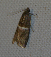 Elegia similella