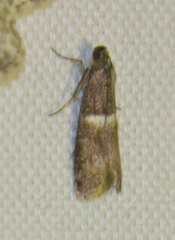 Elegia similella