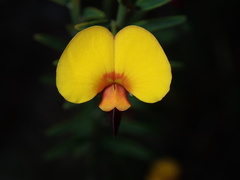 Bossiaea heterophylla