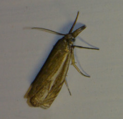 Crambus lathoniellus