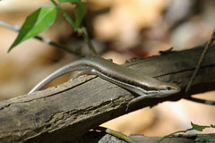 Trachylepis gravenhorstii