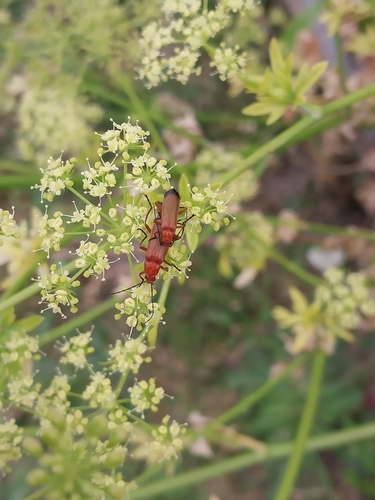 Rhagonycha fulva