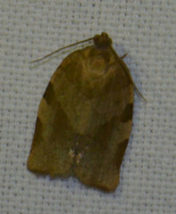 Choristoneura hebenstreitella