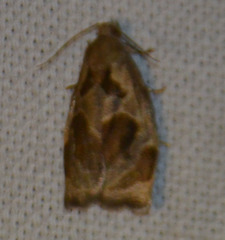 Archips crataegana