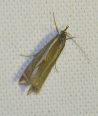 Crambus lathoniellus