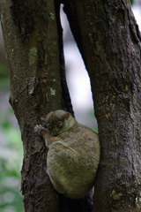 Lepilemur ankaranensis
