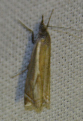 Crambus lathoniellus