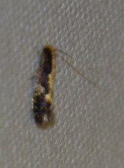 Monopis obviella