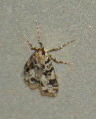 Eudonia delunella