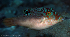 Canthigaster compressa