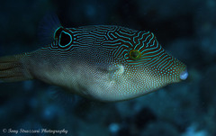 Canthigaster compressa