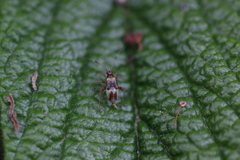 Closterotomus fulvomaculatus