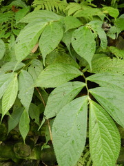 Elatostema platyphyllum