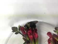 Xylocopa tabaniformis orpifex