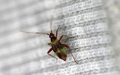 Closterotomus fulvomaculatus
