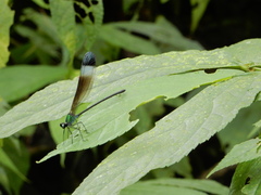 Psolodesmus mandarinus mandarinus