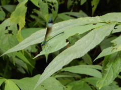 Psolodesmus mandarinus mandarinus