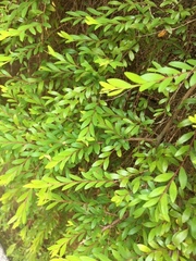 Phyllanthus myrtifolius