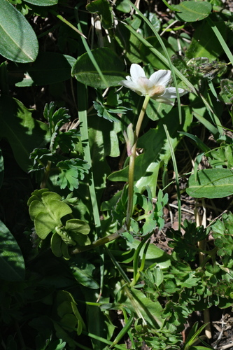 Callianthemum coriandrifolium, photograph 6