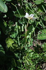 Callianthemum coriandrifolium, photograph (c) fmunoz, some rights reserved (CC BY)