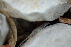 Lygodactylus expectatus