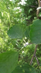 Alnus × pubescens