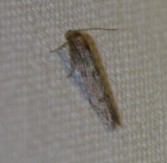 Blastobasis phycidella