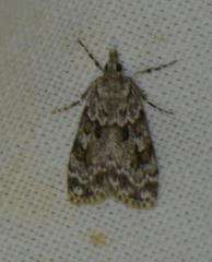 Scoparia ambigualis