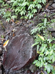 Elatostema platyphyllum