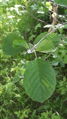 Alnus × pubescens