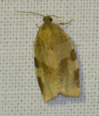 Choristoneura hebenstreitella