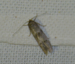 Blastobasis phycidella